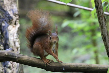 Eichhörnchen (Sciurus)