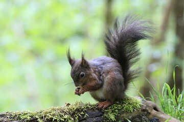 Eichhörnchen (Sciurus)