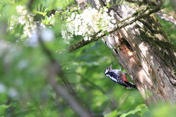 Buntspecht bei der Fütterung (Dendrocopos major)