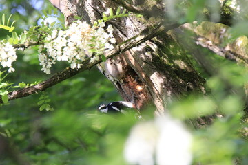 Buntspecht bei der Fütterung (Dendrocopos major)