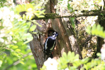 Buntspecht bei der Fütterung (Dendrocopos major)
