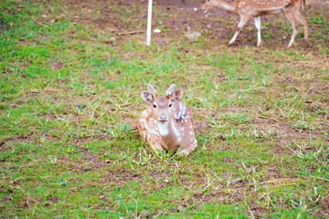 spotted deer in a cage