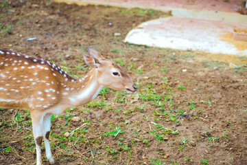 spotted deer in a cage