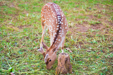 spotted deer in a cage