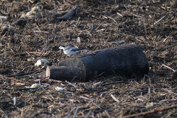 Bouteille en verre abandonné déchet