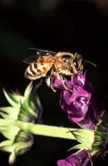 ape, Apis melifica 