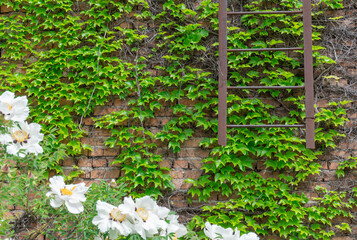 Metal ladder on overgrown wall with wild grapes. Staircase hanging vertically on fence with red...
