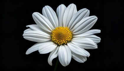 Fototapeta premium beautiful flower on a black background. A daisy of white color in close-up