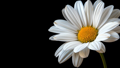 Obraz premium beautiful flower on a black background. A daisy of white color in close-up