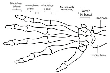 Bones of the human hand with the name. Human anatomy. Vector illustration isolated on a white background.