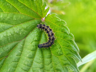 caterpillar in nature