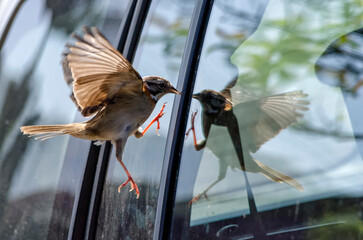 Sparrow interacting with its own relfection on car windows