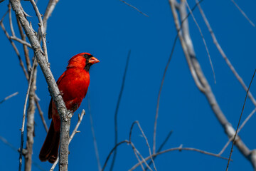 cardinal on a branch