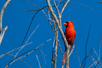cardinal on a branch