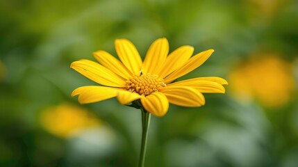 Fototapeta premium Daisy of a Yellow Color