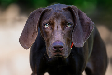 portrait of a dog