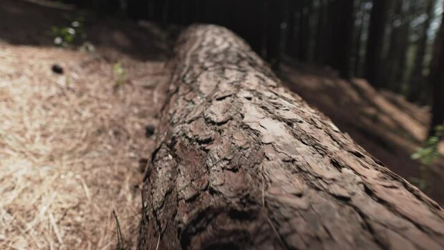 Panning shot of pine woods and tree trunks in Sri Lankan Forest with logs and undergrowth
