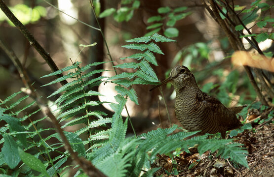 woodcockn(Scolopax rusticola) Beccaccia