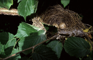  Blackcap(Sylvia atricapilla) Capinera