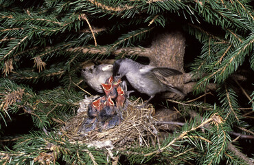 Blackcap(Sylvia atricapilla) Capinera