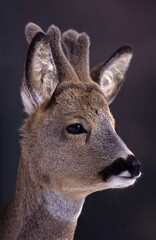 capriolo (Capreolus capreolus) Roe deer