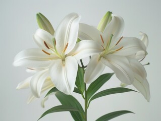 Fototapeta premium Stargazer lily in a bouquet of cut flowers on a white background