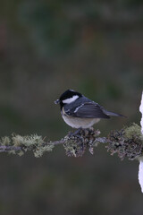 blackberry alone against winter, cincia mora (Periparus ater)