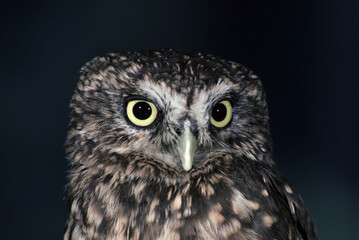 Civetta: Athene noctua