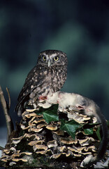 Civetta: Athene noctua