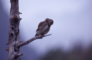 Dwarf owl dwarf owl (Glaucidium passerinum) Civetta nana