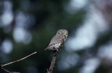 Dwarf owl dwarf owl (Glaucidium passerinum) Civetta nana