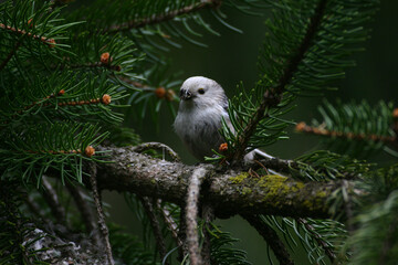 Codibugnolo, Aegithalos caudatus,