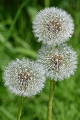 Dandelions gone to seed.