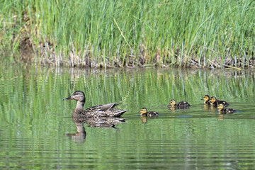 A female Mallard (Anas platyrhynchos) leads her ducklings across a remote Alaska lake.