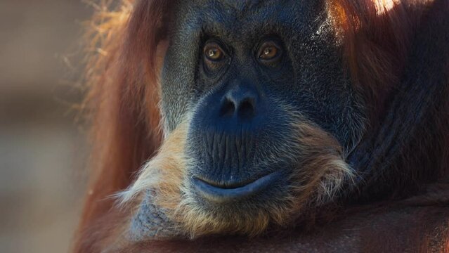 Portrait of an orangutan close-up, Emotions on the face of a humanoid monkey. Portrait of a Beautiful orangutan. Ape rest. High quality slow motion video.