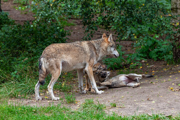 Wolfsrudel in einem Wald in Brandenburg
