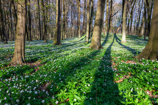 Bl&uuml;henede Anemonen in einem Wald mit alten Buchen im Land Brandenburg