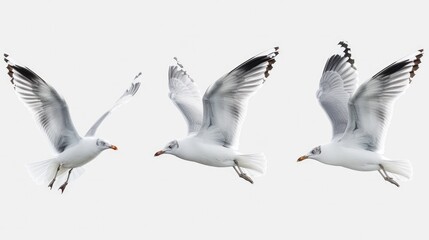 Obraz premium Seagulls. Birds Flying in White Background. Isolated Seagulls with Feathers