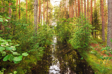 Fototapeta premium Landscape of a beautiful coniferous pine forest and a small canal with water in it