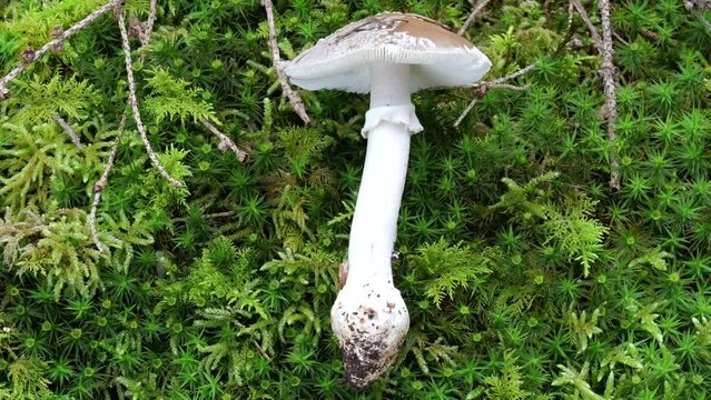 Grauer Wulstling (AMANITA EXCELSA) 