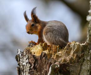 Squirrel standing on tree trunk