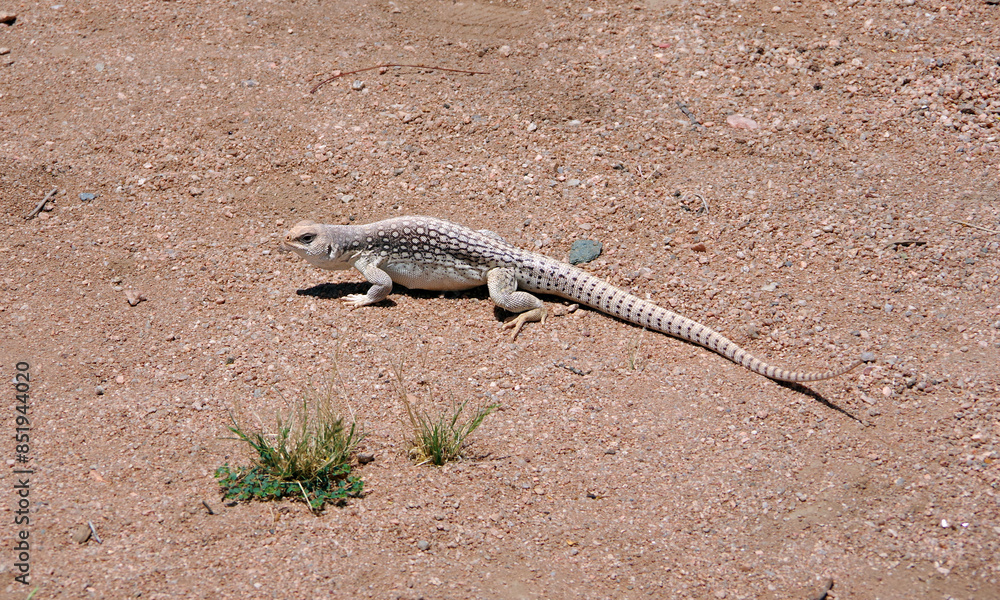 Wall mural white brown desert iguana in the california desert