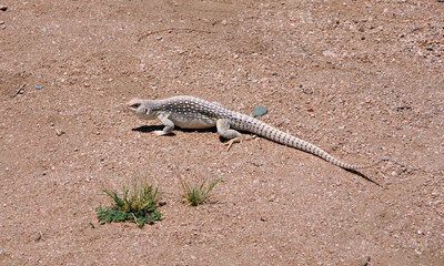White brown desert iguana in the California desert
