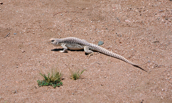 White brown desert iguana in the California desert