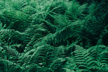 fern in the forest,Background with green fern leaves, fern leaves, fern in the forest, leaves background
