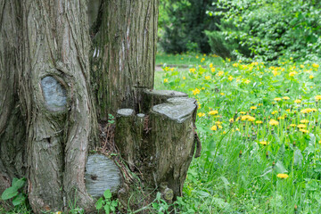 Tree stump foreground with summer forest. Wooden dead stump cut saw in the forest with green plant. Old tree bark covered with beautiful landscape. Sawn pedestal in nature.