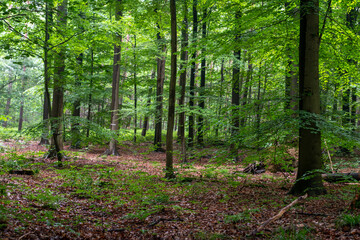 forest in the morning,Background with forest landscape, Forest background, nature view, Beautiful and lush forest in the nature trail, 