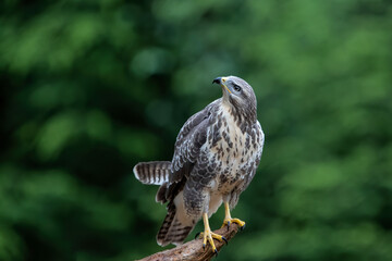 Common Buzzard (Buteo buteo) searching for food in the forest of Noord Brabant in the Netherlands.  Forest background