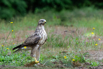Common Buzzard (Buteo buteo) searching for food in the forest of Noord Brabant in the Netherlands.  Forest background