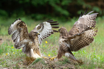 Common Buzzard (Buteo buteo) attacks another common buzzard in the forest of Noord Brabant in the Netherlands.  Green forest background